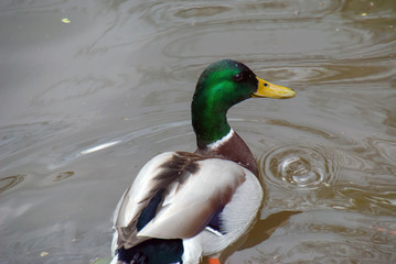 Male duck with its typical emerald green head swimming on a pond