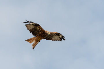 Fototapeta premium Mäusebussard am Himmel 