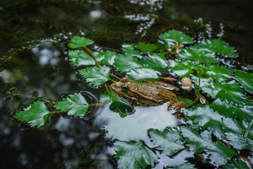 Frog on lily pad a macro background