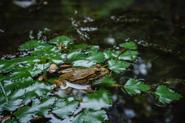 Frog on lily pad a macro background