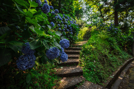 Stone steps in country garden. With beautiful blue hydrangea bushes