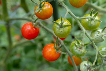 Tomaten am Strauch 