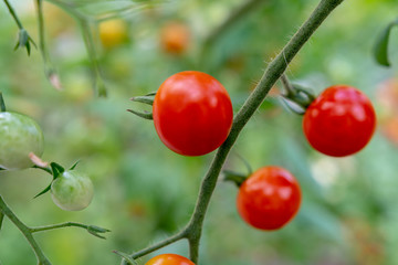 Tomaten