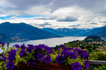 View on Italien Lake with flowers in foreground