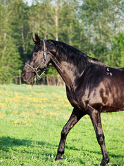 Portrait of  beautiful black breed stallion . summer