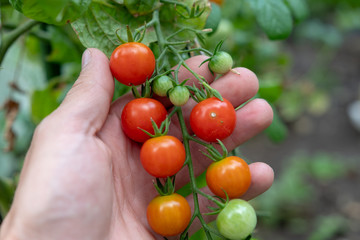 Ernte der Tomaten