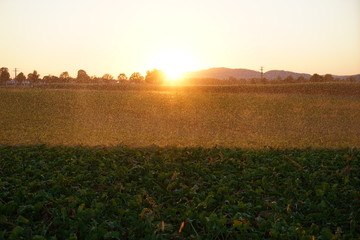 Long lasting drought in Germany due to lack of rain in agriculture requires artificial irrigation

