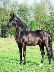   beautiful black breed stallion posing in field . summer