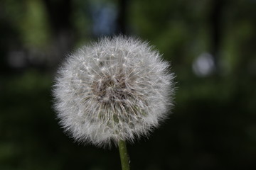 dandelion flower