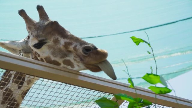 Giraffe tries to eat leaves