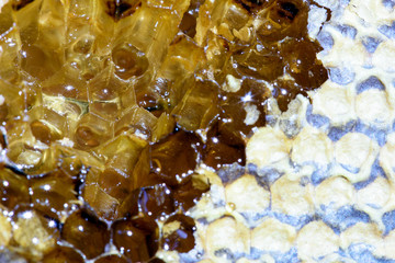 Bee Hive Honeycomb and Fresh Golden Honey Macro