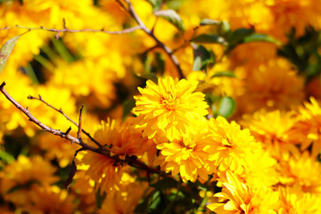 yellow flowers in the garden