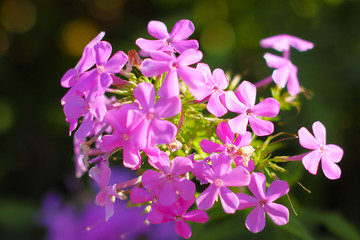 Obraz premium little pink flowers