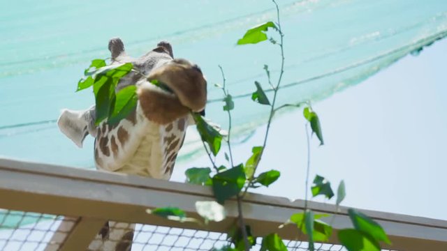 Giraffe eats leaves from a branch