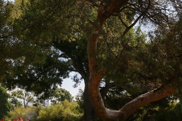 Fototapeta na wymiar Pine in the park