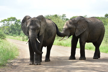 Fototapeta na wymiar elephants in african landscape,South Africa