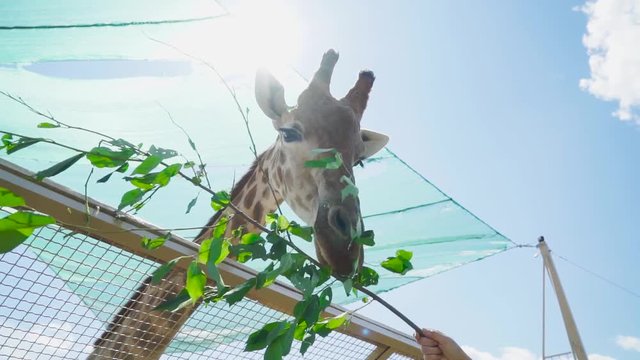 Huge giraffe eats twig with leaves in the zoo