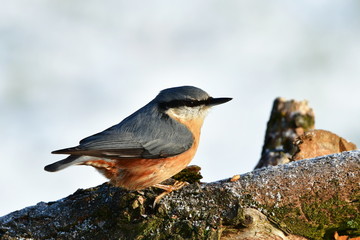 nuthatch bird sitting near sunflower