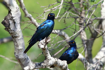 Cape Glossy Starling in Kruger National park in South Africa