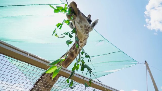 Giraffe eats twig with leaves in the zoo