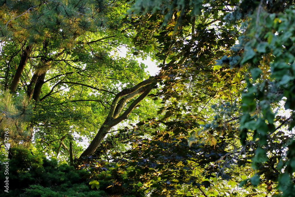 Sticker tree branches tree green belief meditative