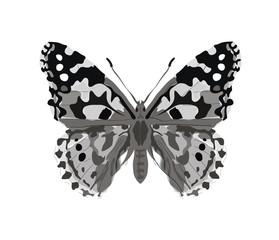 Butterfly in gray tatoo style isolated on white background. vector illustration