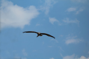aigle royal en vol