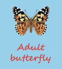 Adult butterfly isolated on blue background. Education vector illustration