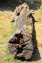 Tree trunk lying weathered with moss