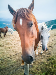 Cavalli al pascol in alta montagna