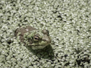 Wildlife in nature