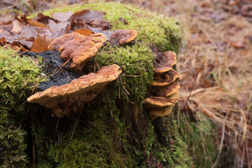 Der Vormarsch der Pilze