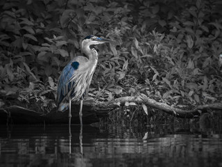Great Blue Heron fishing
