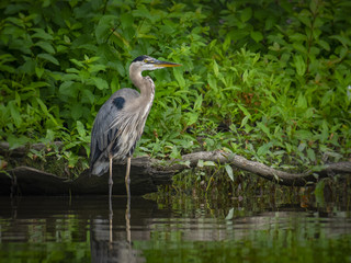 Great Blue Heron fishing