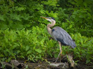 Great Blue Heron fishing