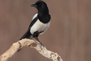 Eurasian magpie sits on a dry branch of oak in a natural habitat.