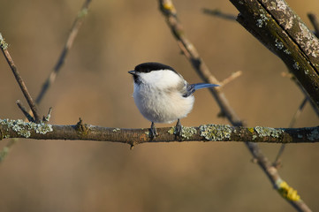Willow tit sits on a lichen-covered branch in its natural habitat.