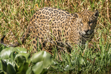Onça Pintada / Jaguar (Panthera onca)