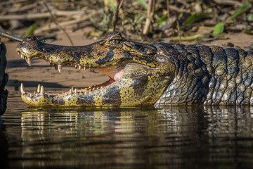 Jacaré do Pantanal / South America Caiman (Caiman yacare)