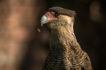 Carcará / Southern Caracara (Caracara plancus)