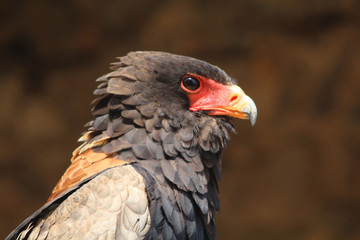 portrait d'un aigle bateleur