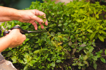 Hand picking up green herbs. Cut herbs.