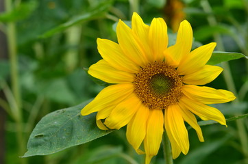 Blumen 2018
