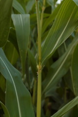 Obraz premium Maisfeld