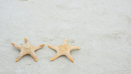 Fototapeta na wymiar Star fish and sea shells on the sea shore, Styled faded retro tones