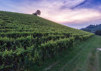 Obraz premium Aerial shots of italian wineyards