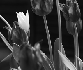 Single White Tulip