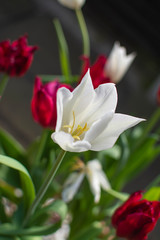 White Tulip opened