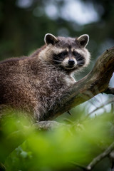 Obraz premium Raccoon