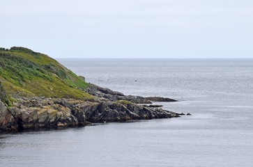 coastline with seabirds and whales in the background; near Ferryland Head, Avalon Peninsula Newfoundland, Canada
